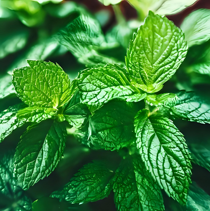 Peppermint