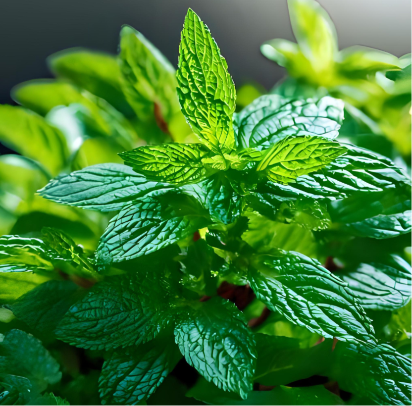 Peppermint