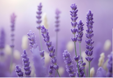 Lavender & Vanilla