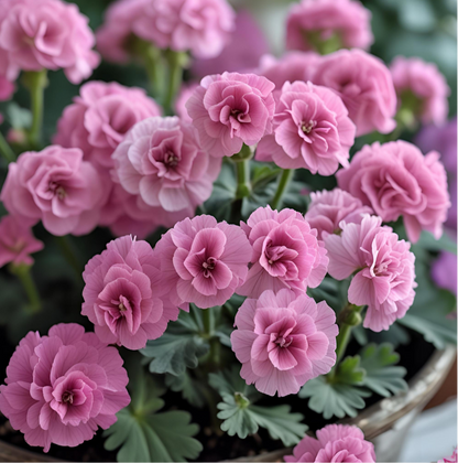 Geranium